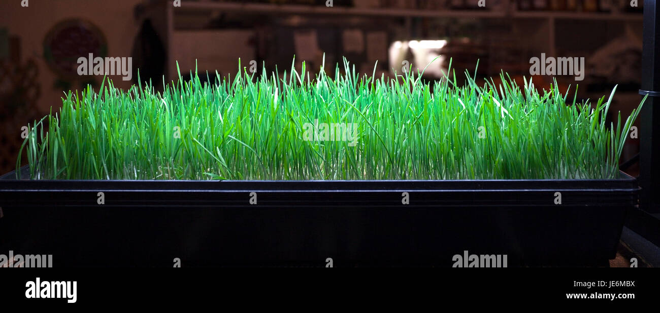 Wheat grass under grow light. Horizontal. Stock Photo