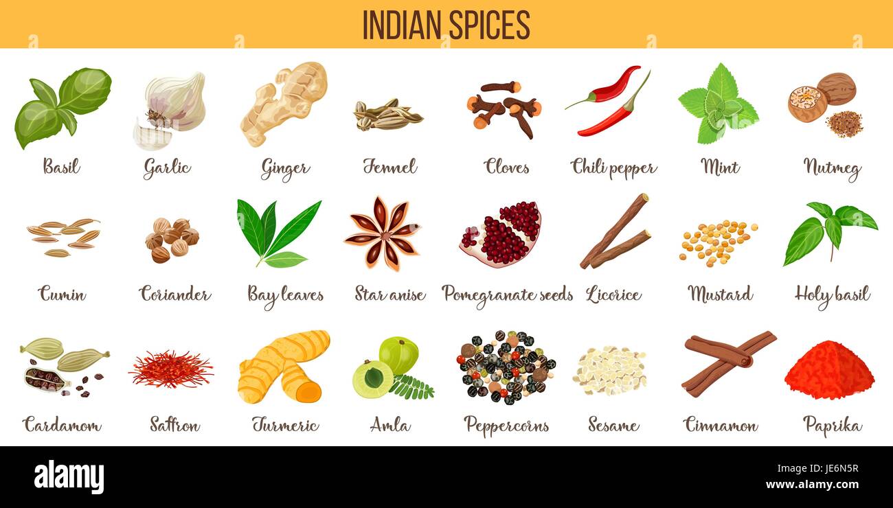 Big vector set of popular indian spices. Ginger, Cloves, Nutmeg, Cumin