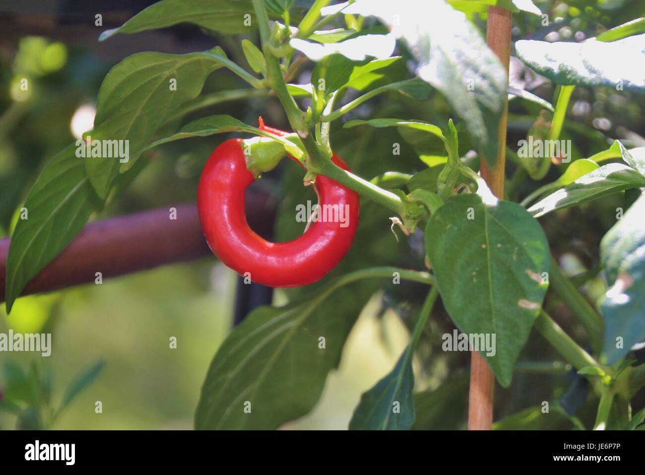 Round red chile pepper growing on the balcony, Austria, Europe Stock