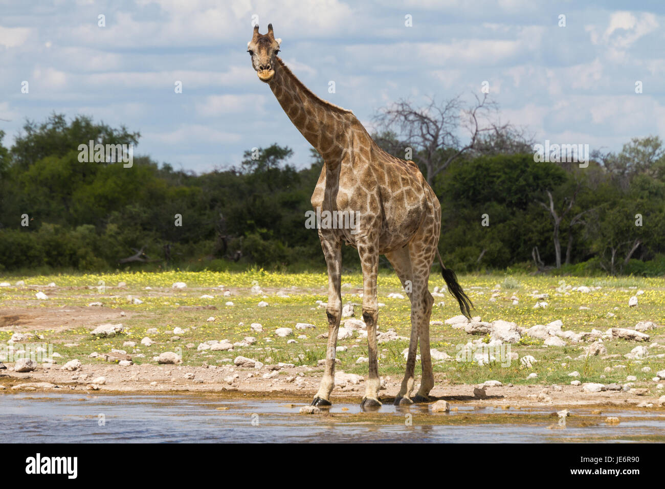 Giraffe drinking at a water hole, Etosha National Park, Namibia Stock Photo