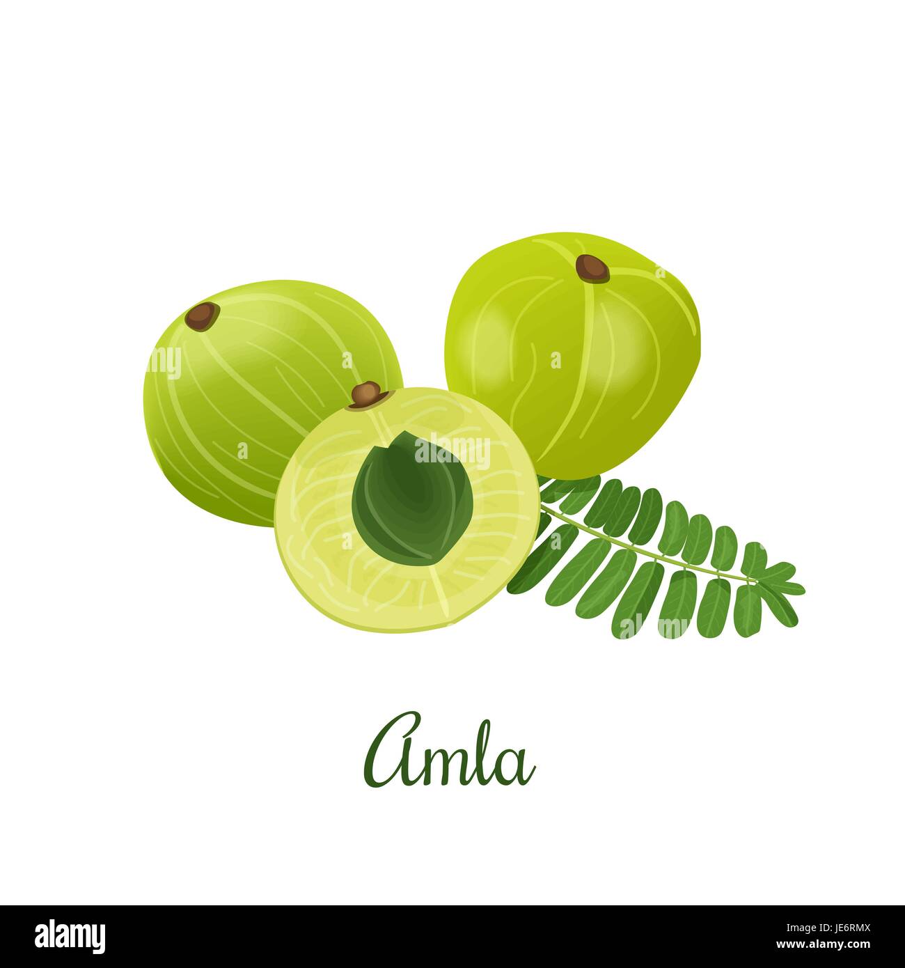 Indian amla Stock Vector Images - Alamy