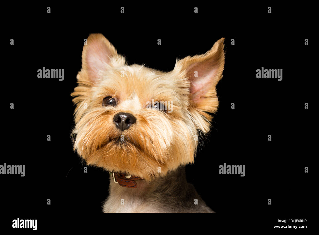 dog breed Yorkshire Terrier after a haircut, a close-up portrait is isolated  a black background Stock Photo