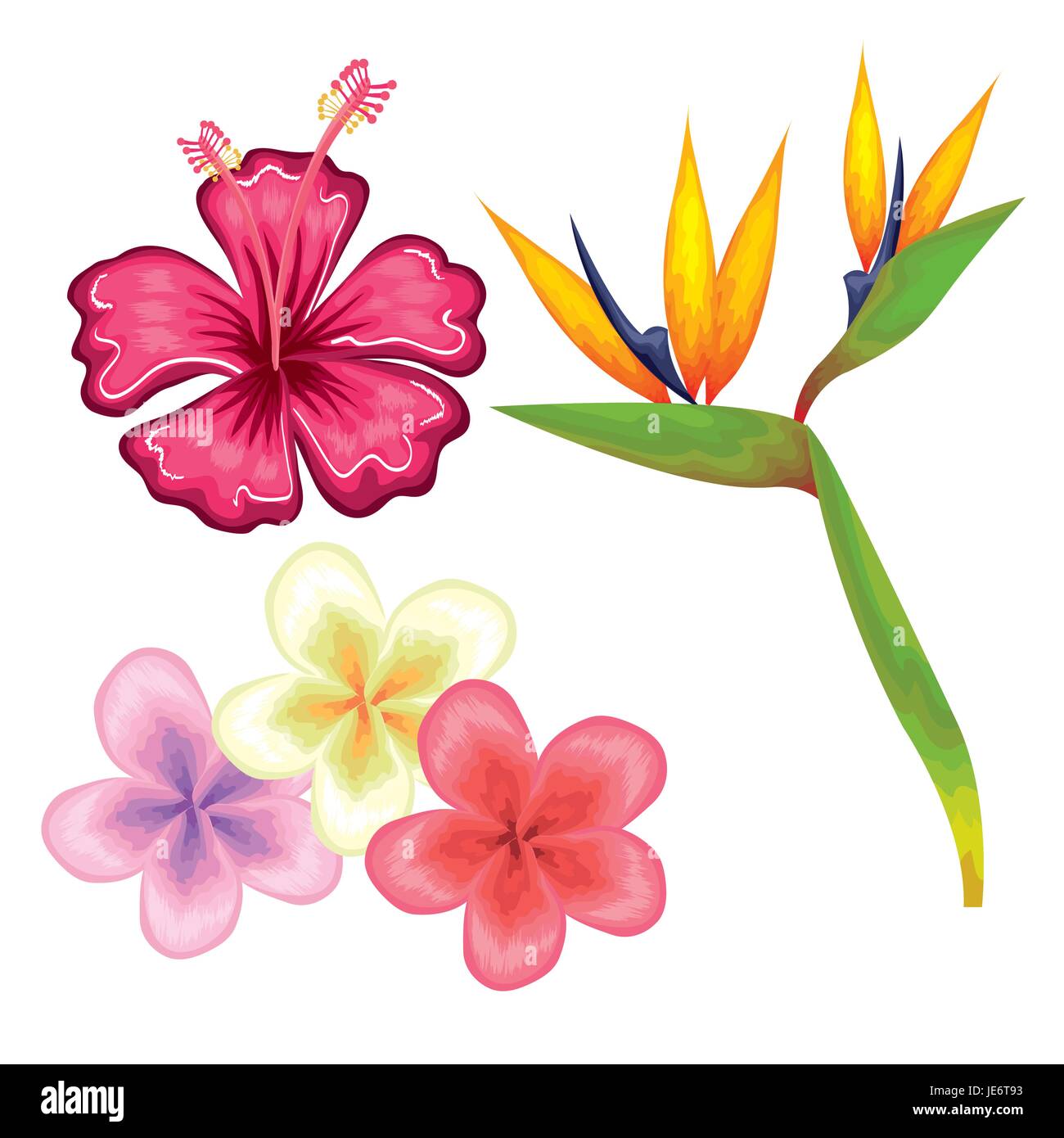 Colorful tropical flowers over white background vector illustration ...