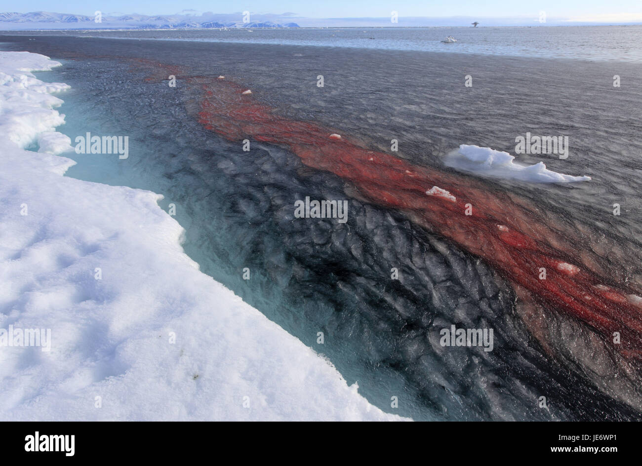 North America, Canada, Nordkanada, Nunavut, Baffin Iceland, Eclipse sound, Pond Inlet, Inuit, whale hunt, hunter, narwhal, disassemble, water, trail of blood, Stock Photo