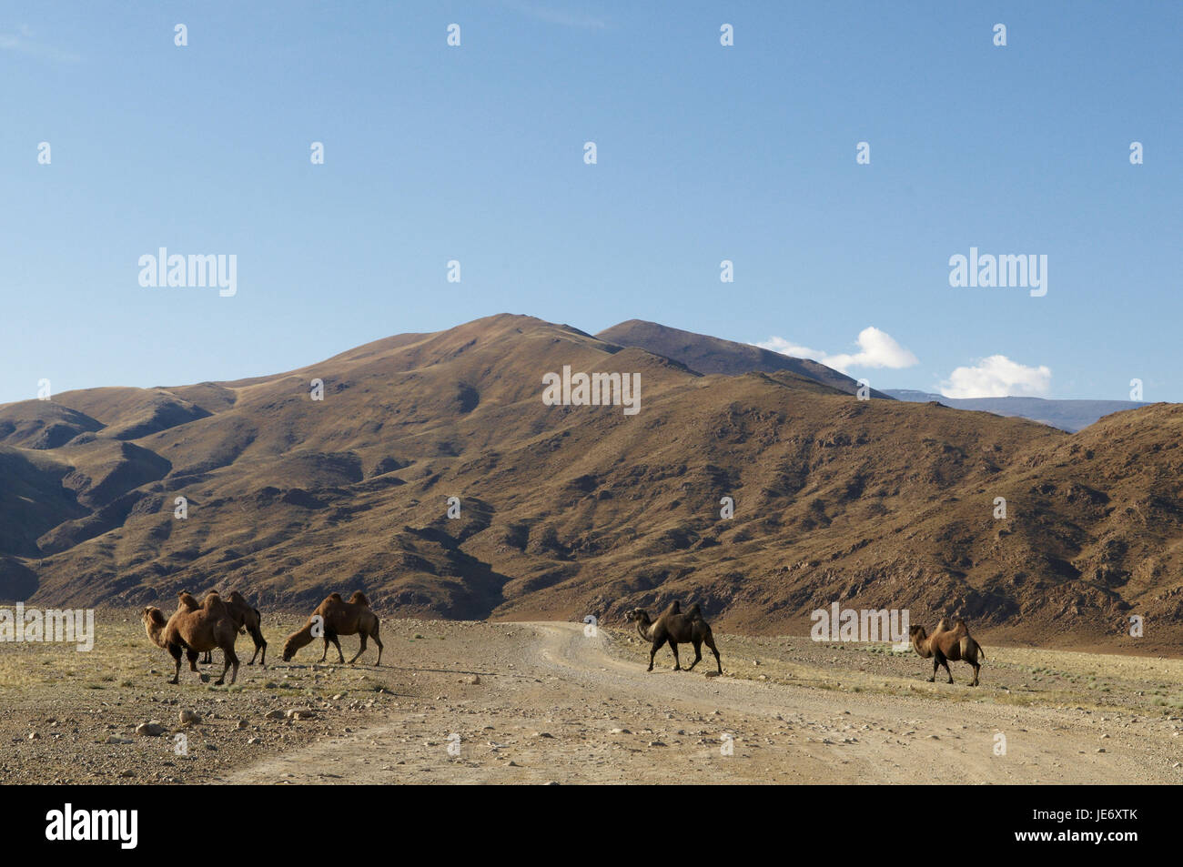 Mongolia, Central Asia, Gobi Altay, mountains, steppe, Bayan Olgii, west province, camels, Stock Photo