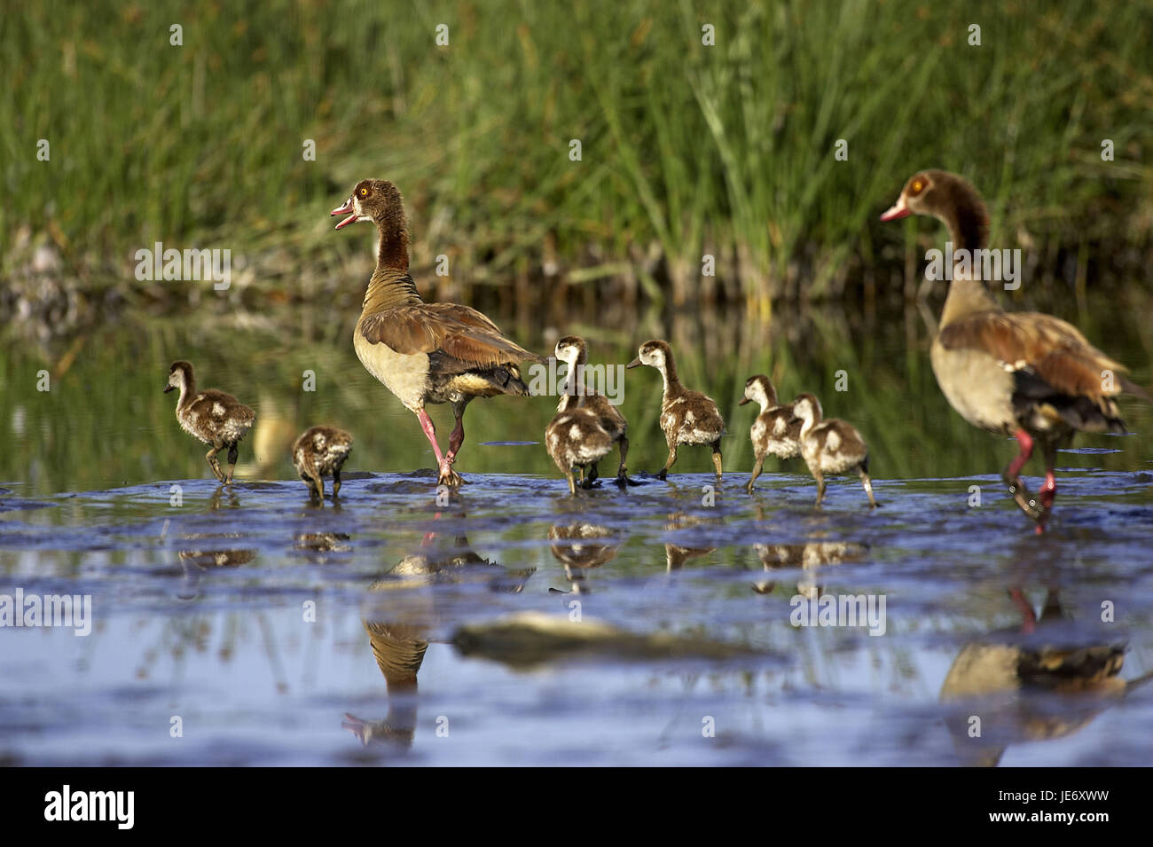 Nile goose, Alopochen aegyptiacus, adult animal, chick, water, Kenya, Stock Photo