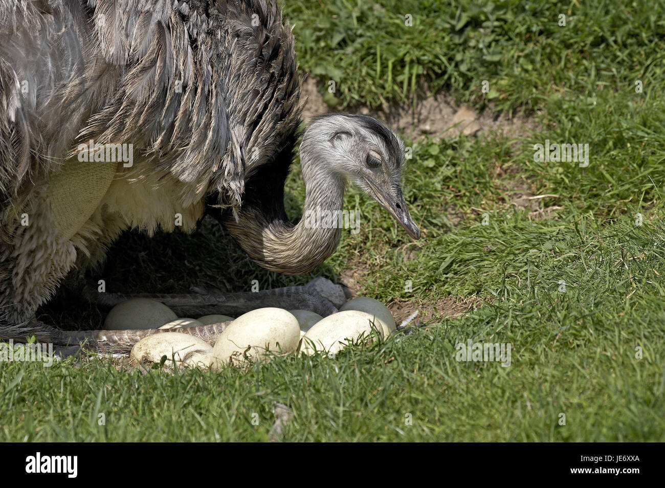 Rhea, Rhea americana, females, nest, eggs, Stock Photo