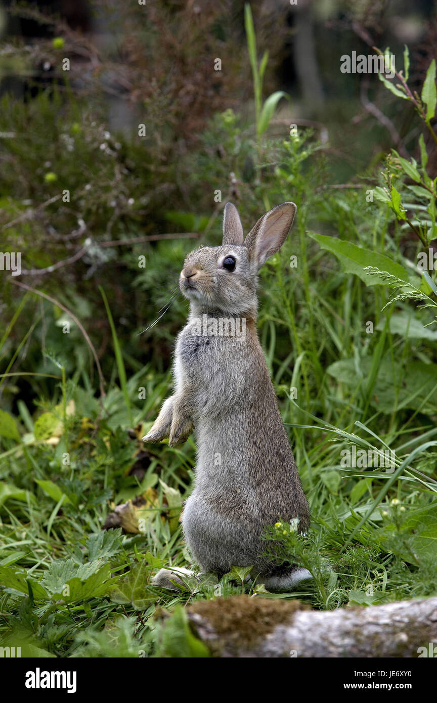 Wild rabbits, Oryctolagus cuniculus, young animal, Normandy, Stock Photo