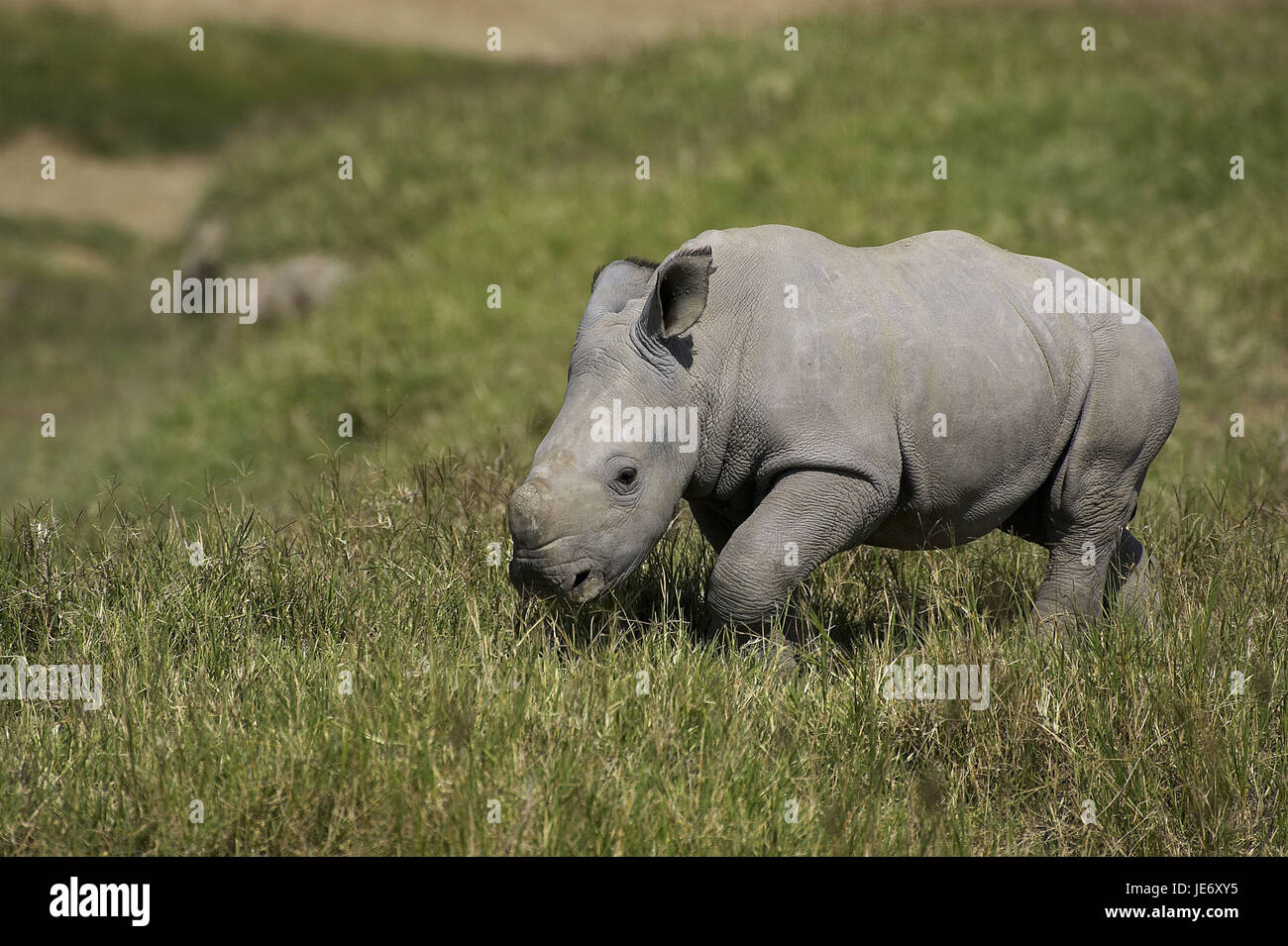 Wide mouth rhinoceros, Ceratotherium simum, females, calf, Nakuru park, Kenya, Stock Photo