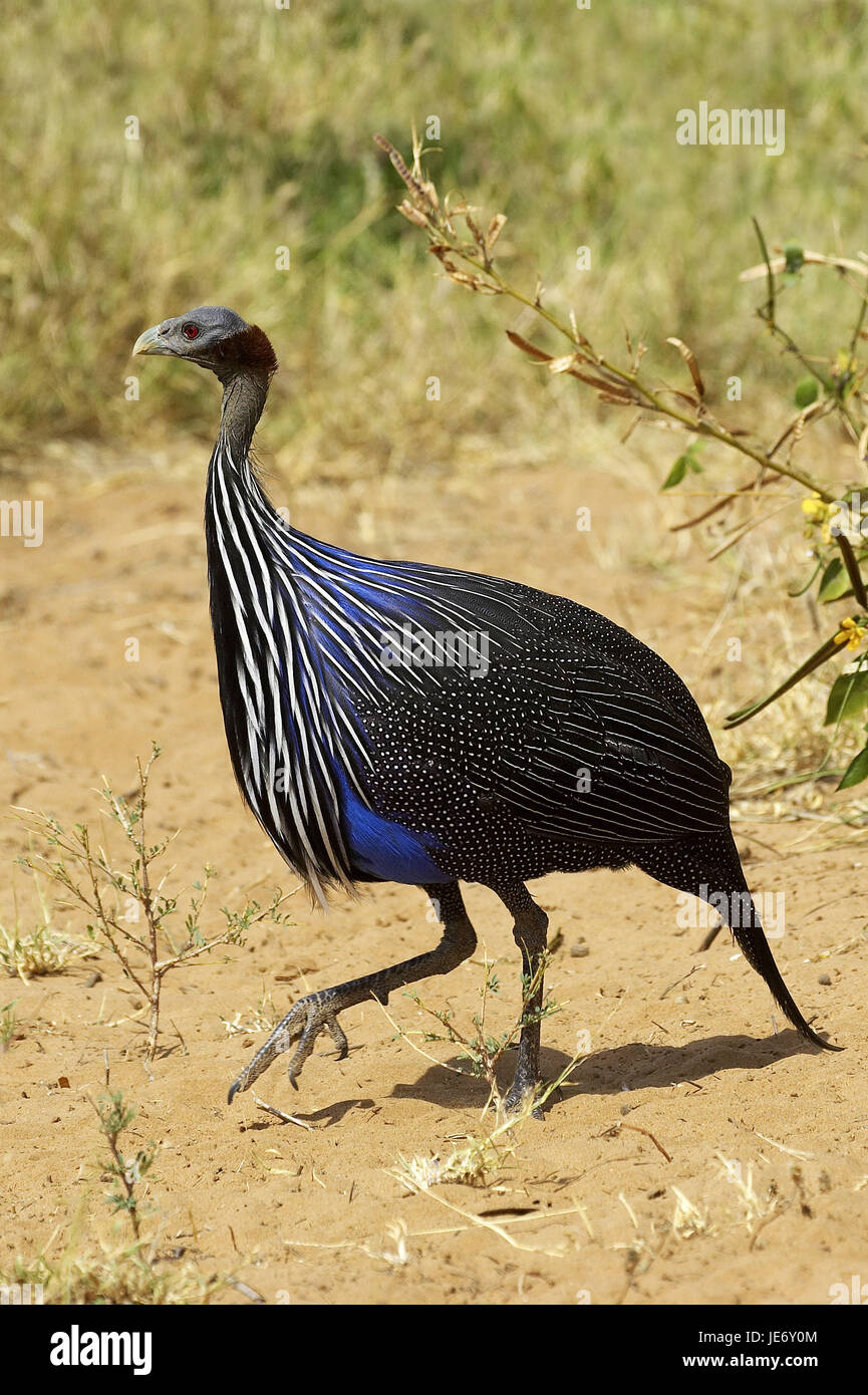 Vulture guinea fowl, Acryllium vulturinum, adult animal, Masai Mara ...