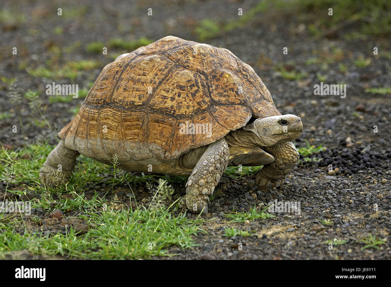 Panther's tortoise, Geochelone pardalis, adult animal, grass, Kenya, Stock Photo