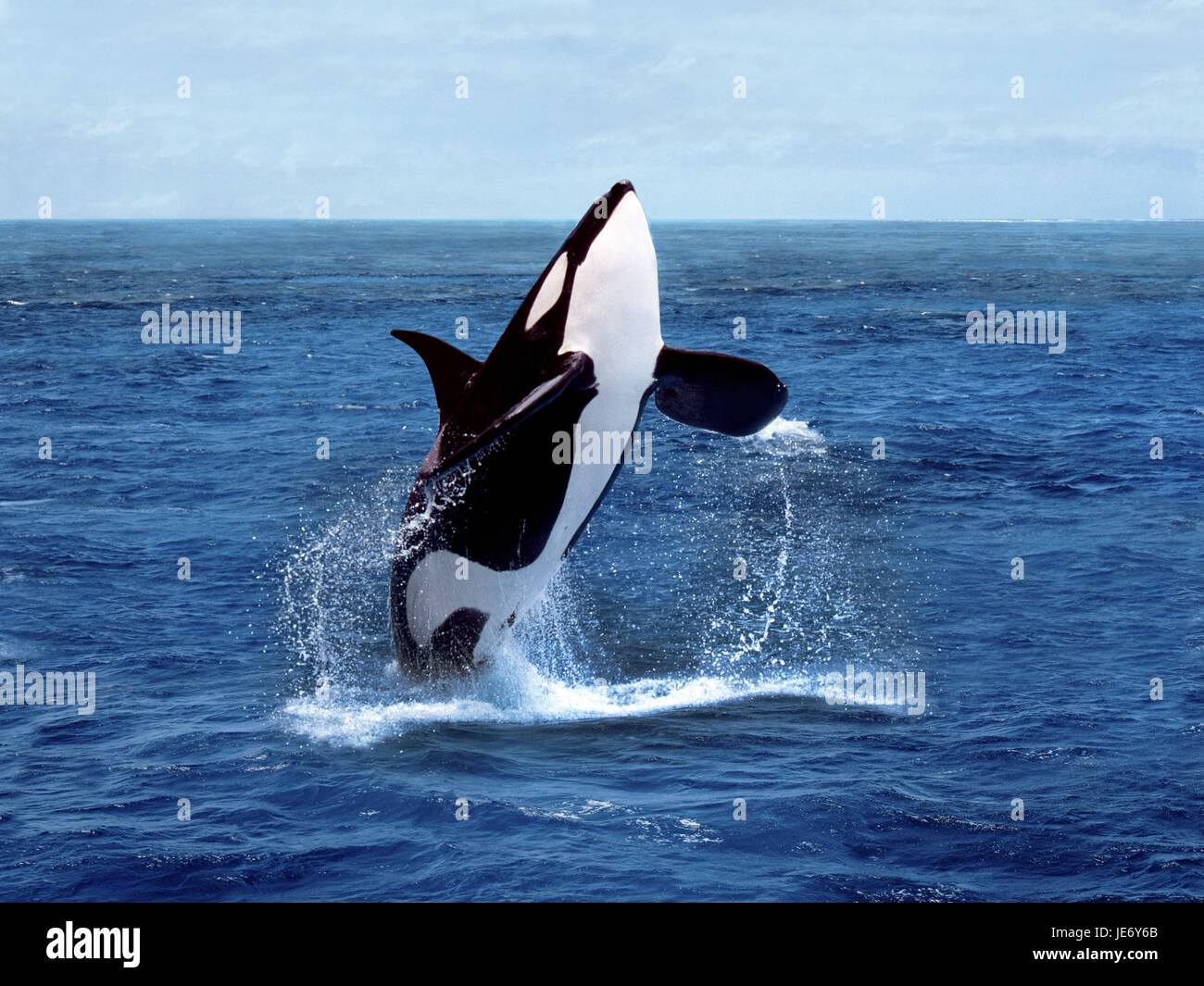 Big killer whale, Orcinus orca, adult, water surface, break through, Stock Photo
