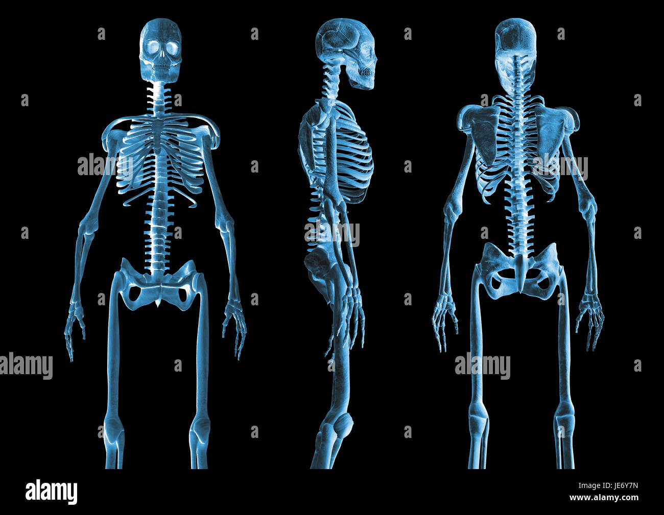 Skeletons, different views, Stock Photo