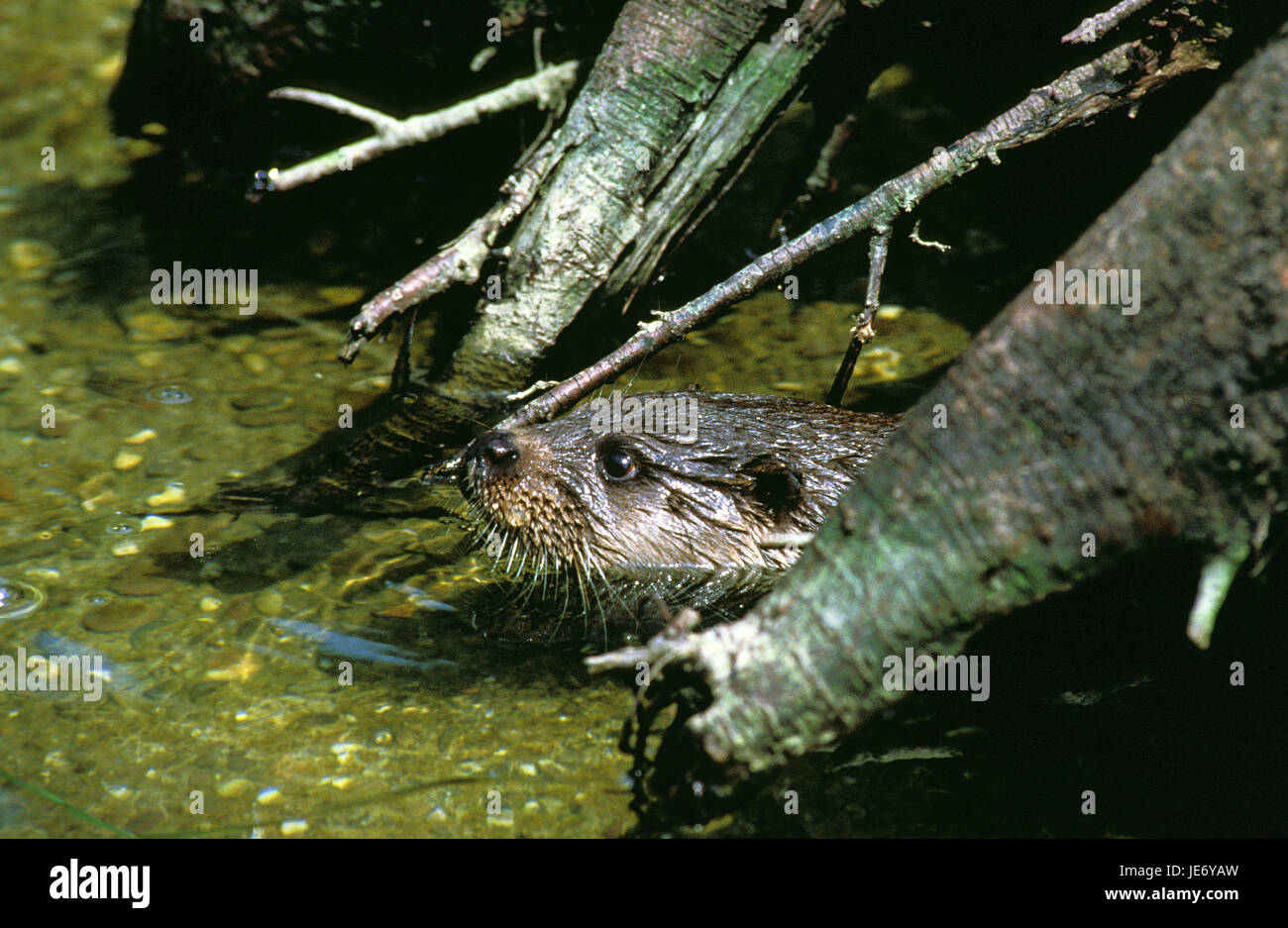 Otters, Lutra lutra, adult animal, head, appear, water, Stock Photo