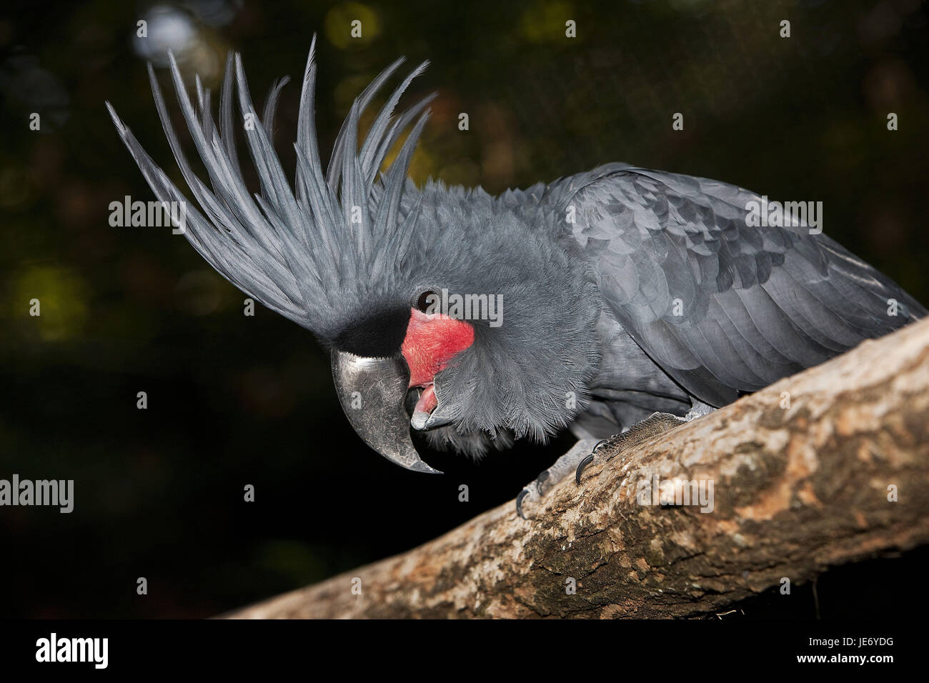Palm cockatoo or Arakakadu, Probosciger aterrimus, adult animal, stand, branch, Stock Photo