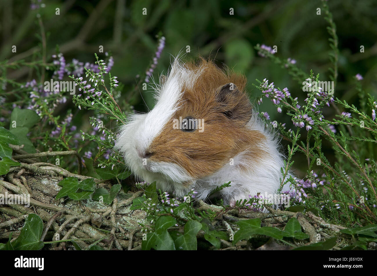 House guinea pigs, Cavia porcellus, adult animal, heather, Stock Photo