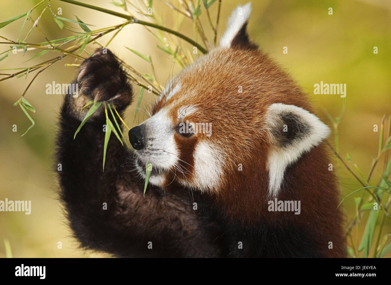 Small panda, Ailurus fulgens, also red panda, adult animal, eat, bamboo, Stock Photo
