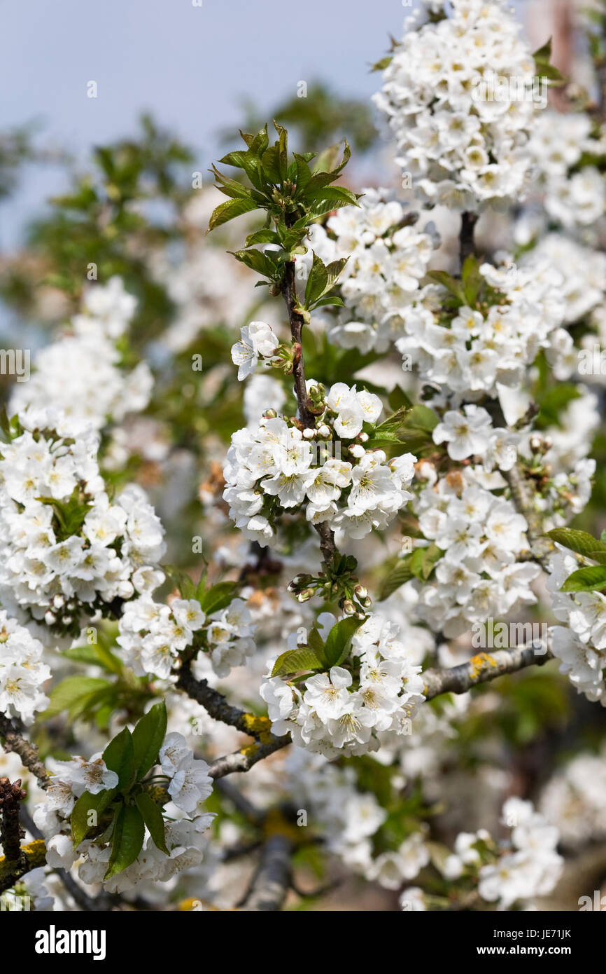 Sweet Cherry 'Merton Glory' blossom in Spring. Stock Photo