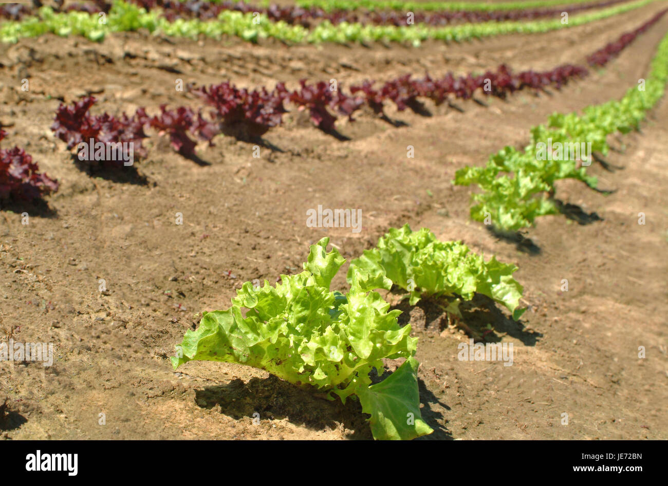 Field, salad annex, standard green salad, Stock Photo