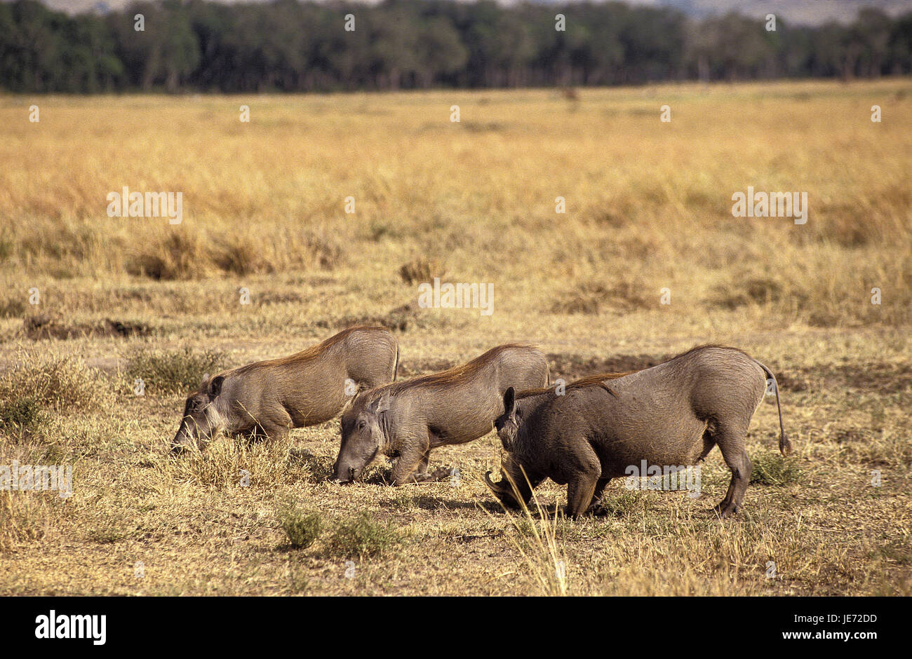 Wild papilla pig, Phacochoerus aethiopicus, adult animals, eat, grass, Nakuru brine, Kenya, Stock Photo