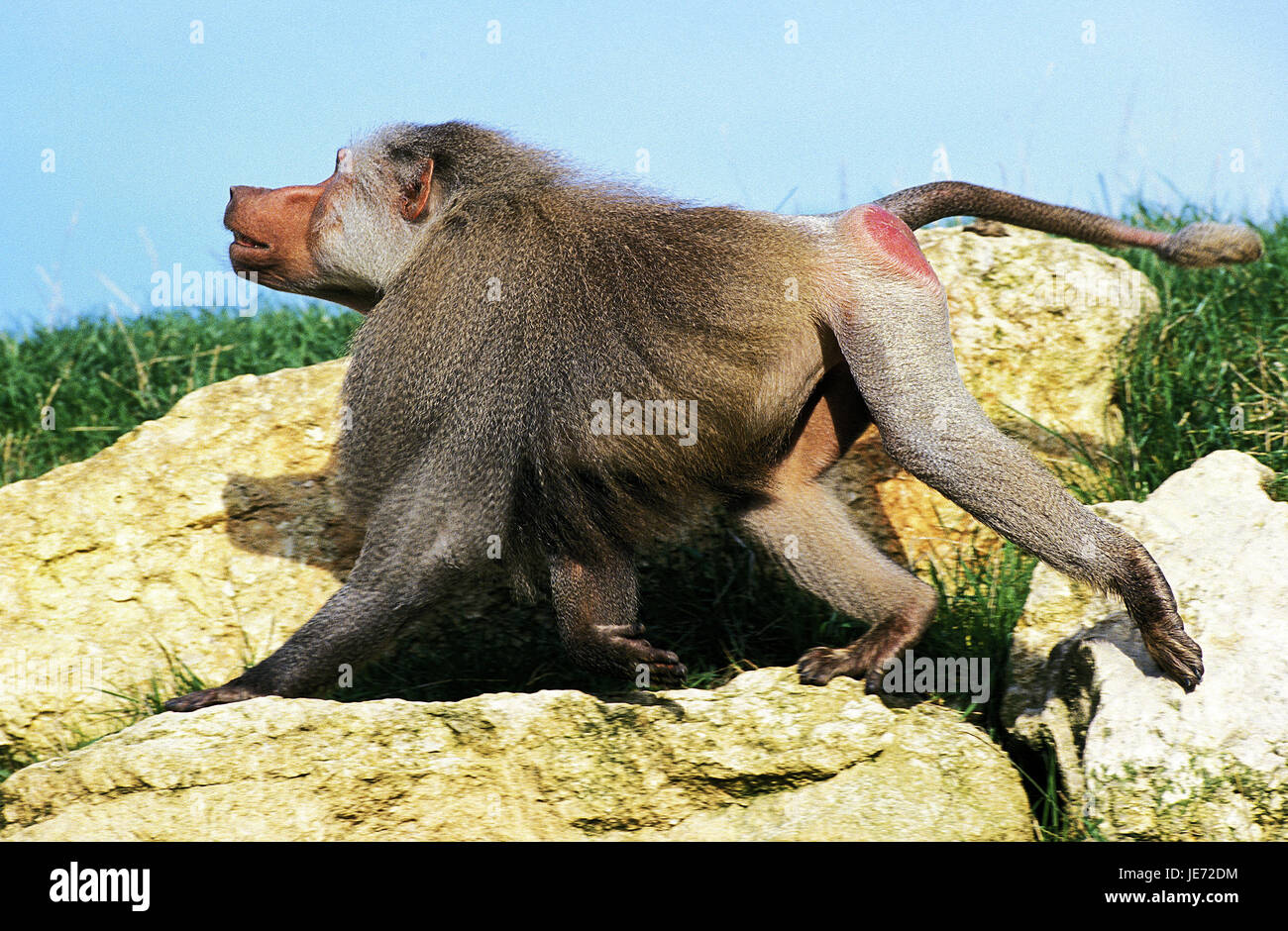 Hamadryas baboon, Papio hamadryas, little men, rocks, Stock Photo