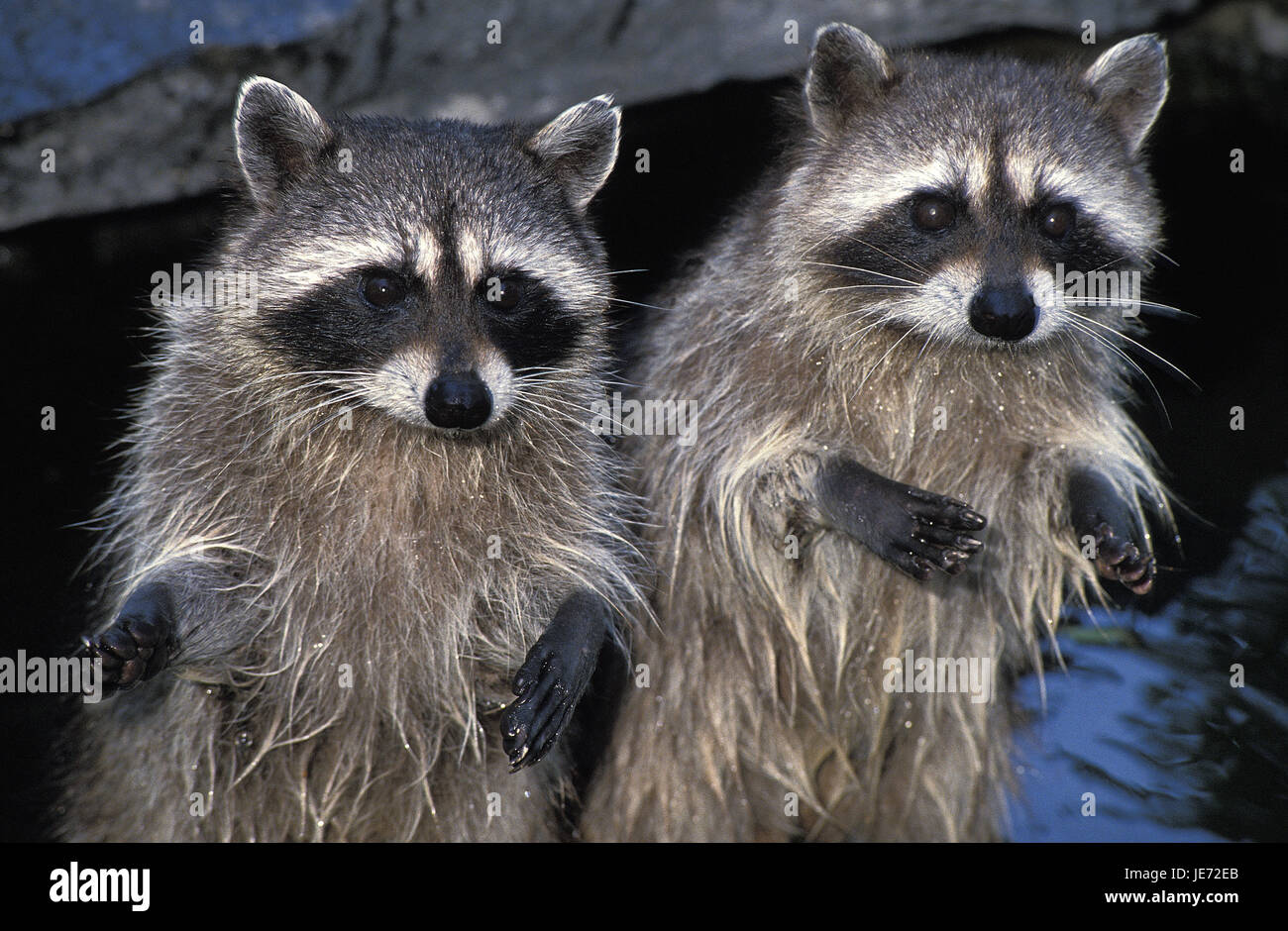 To racoons, Procyon lotor, also North American racoon, adult animal, stand, hind legs, Stock Photo