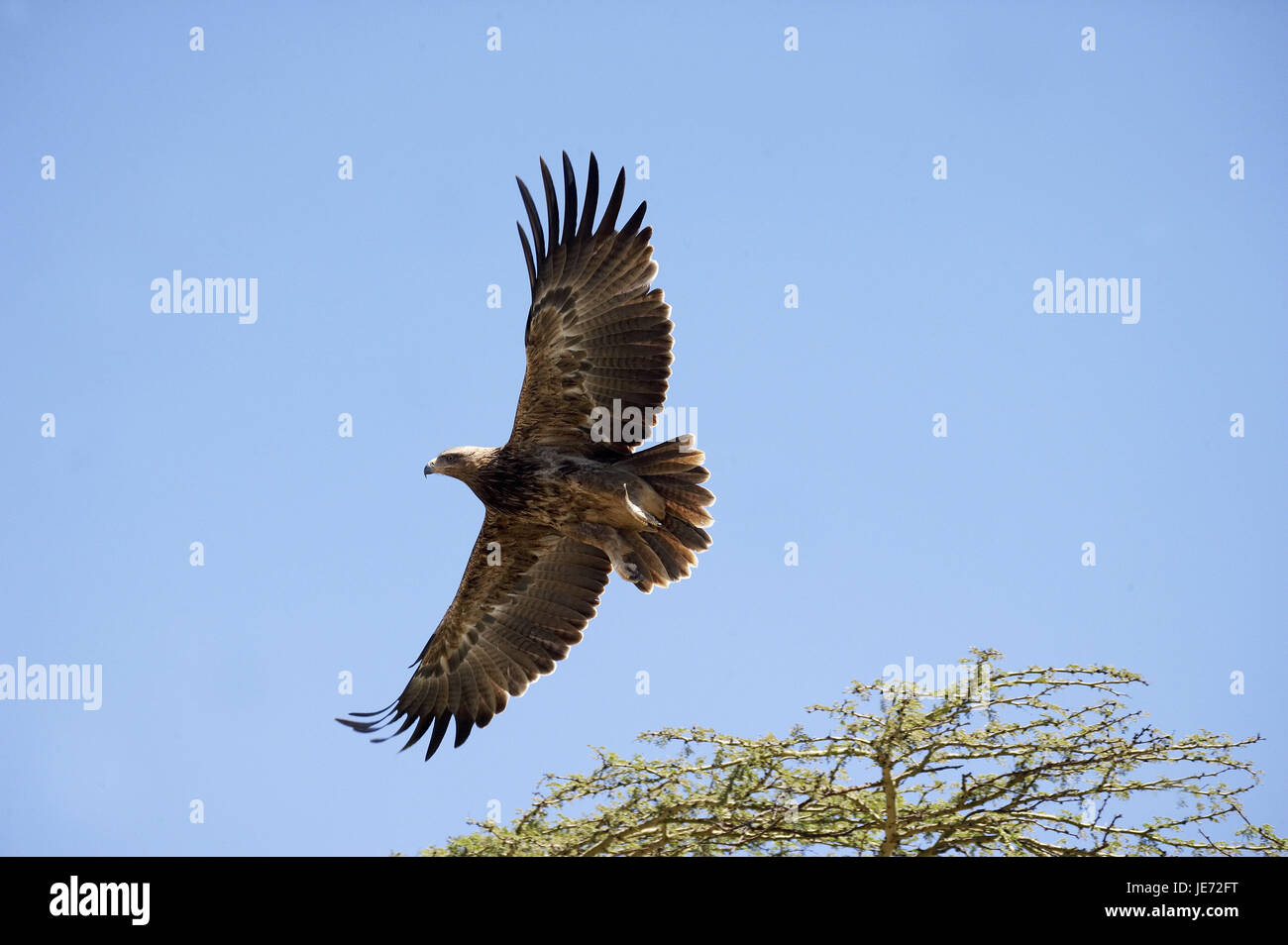 Predatory eagle or savanna needlemaker, Aquila rapax, Nakuru park, Kenya, Stock Photo