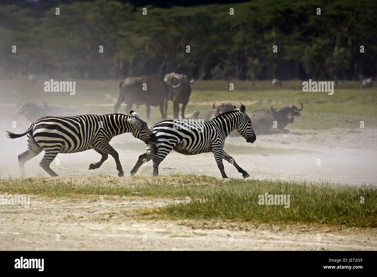 Steppe zebra or horse's zebra, Equus burchelli boehmi, adult animal, Nakuru brine park, Kenya, Stock Photo