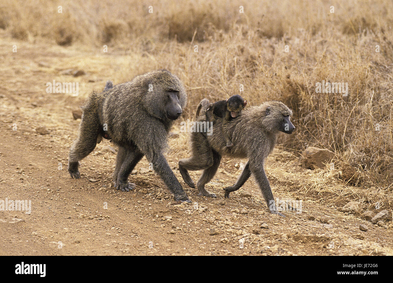 Anubispavian or green baboon, Papio anubis, little men, females, young animal, carry, path, Masai Mara Park, Kenya, Stock Photo