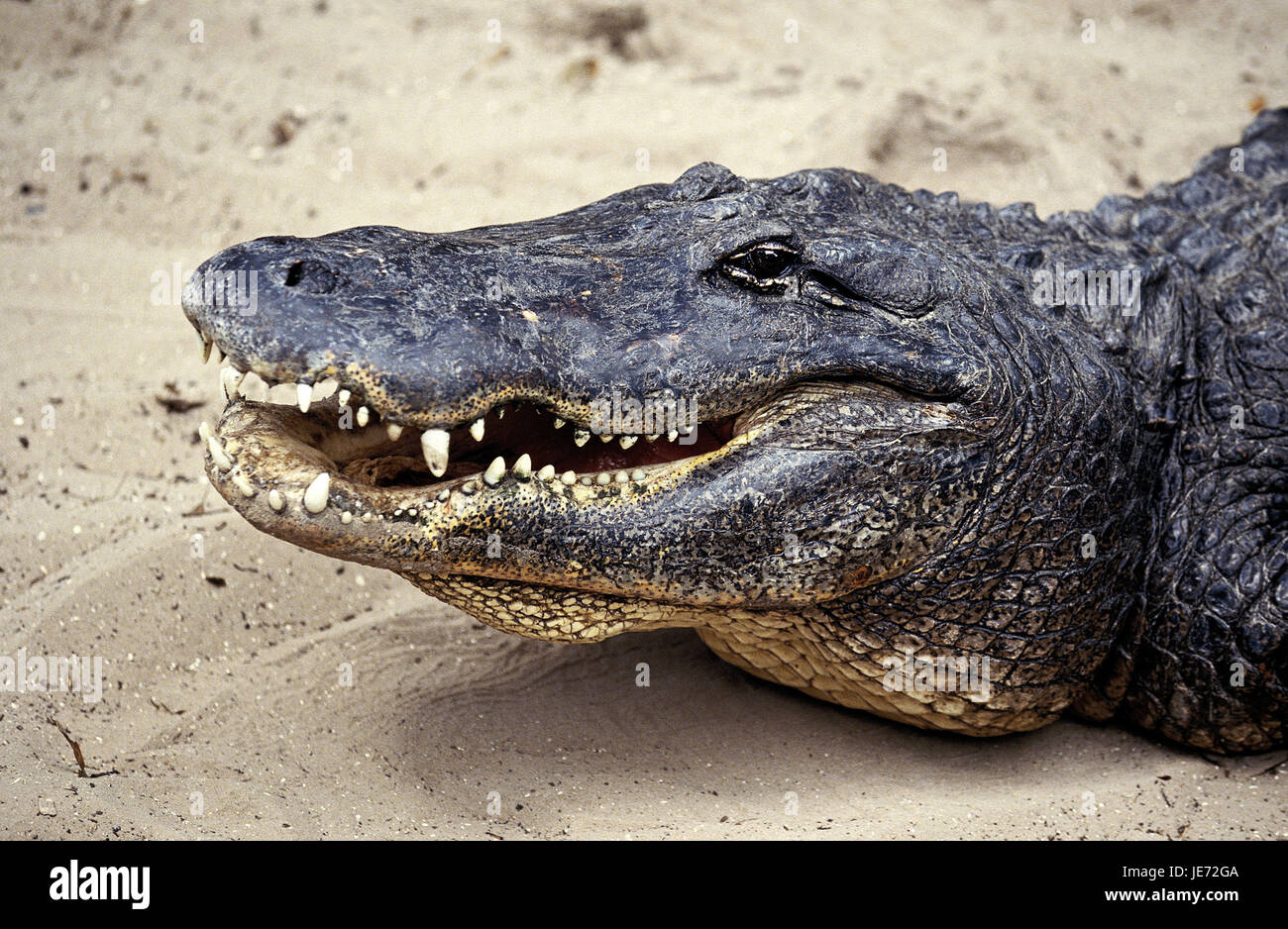 Mississippi alligator, alligator mississippiensis, also pike alligator