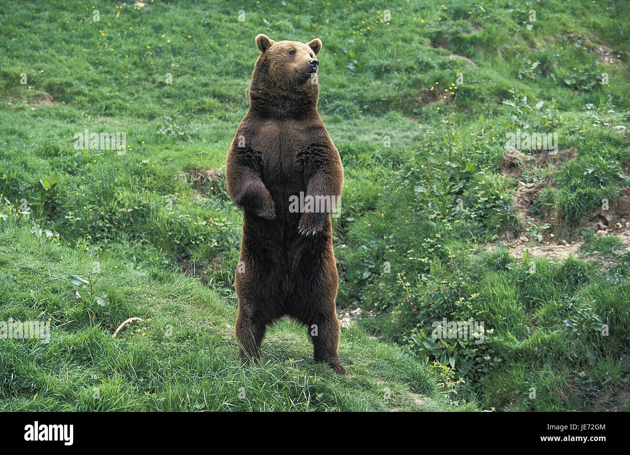 Brown bear, Ursus arctos, adult animal, raised, hind legs, stand ...