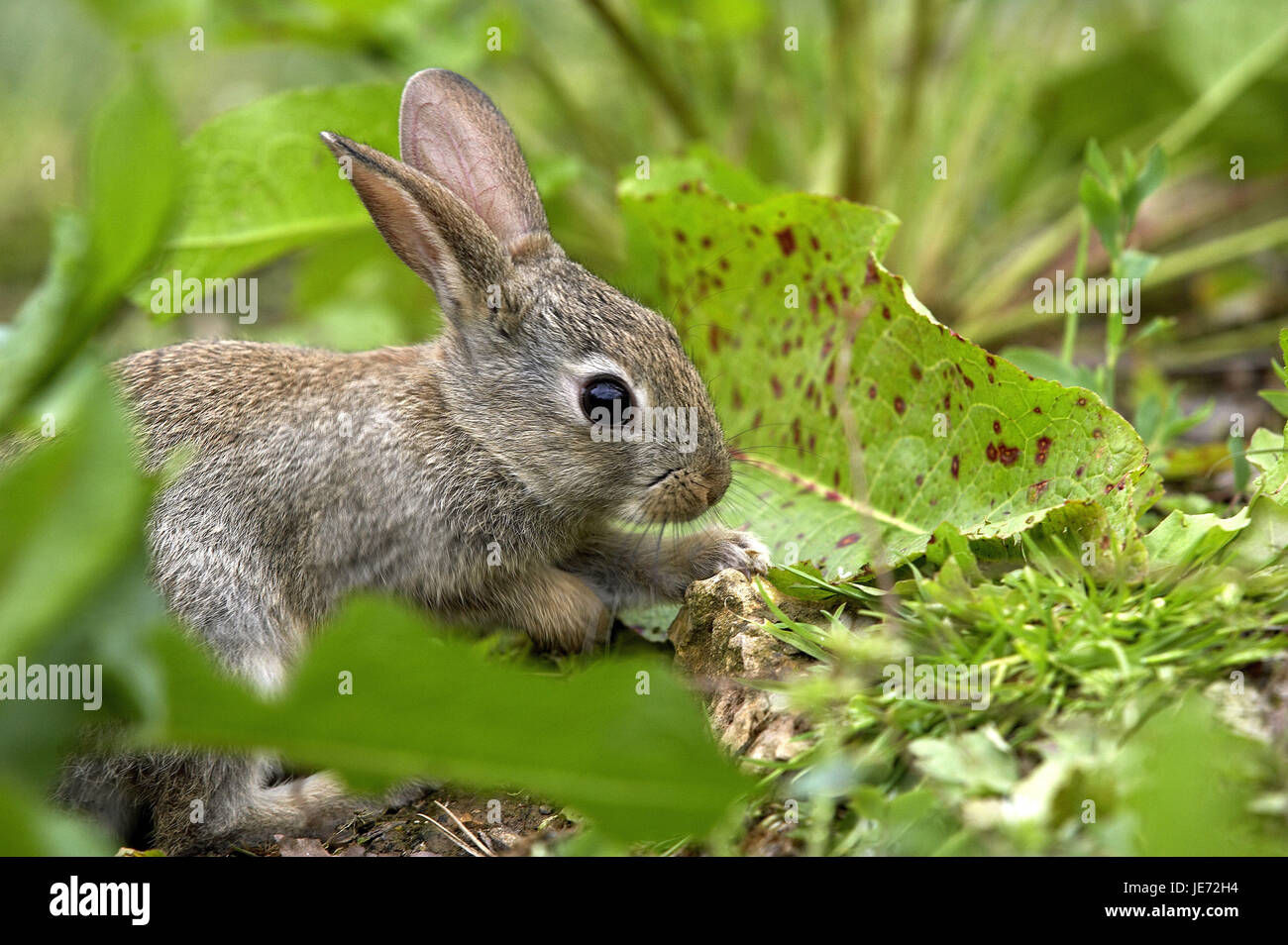 Wild rabbits, Oryctolagus cuniculus, young animal, Normandy, Stock Photo