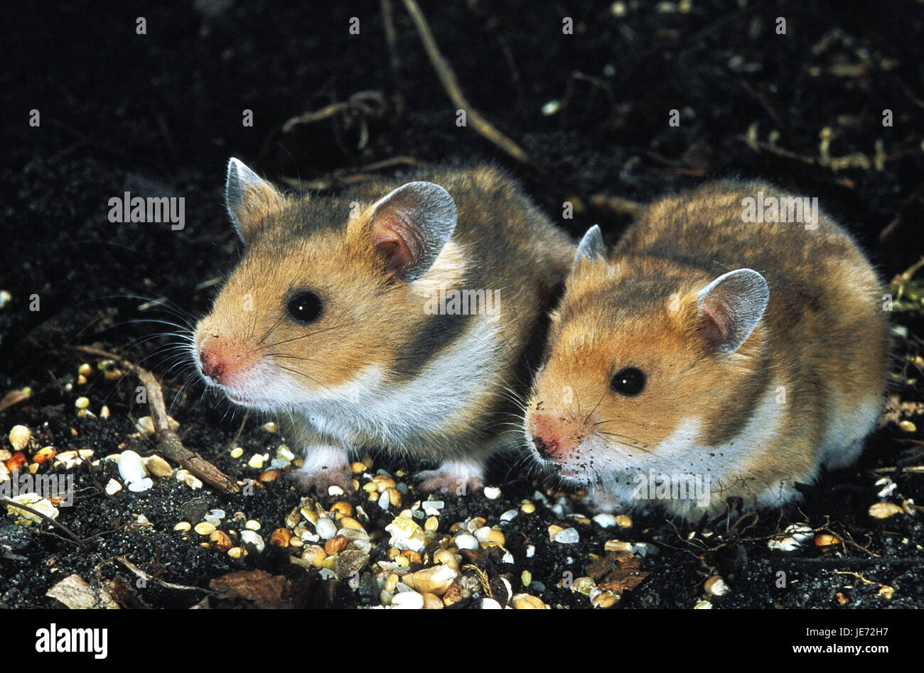 Golden hamsters, Mesocricetus auratus, adult animals, eat, Stock Photo