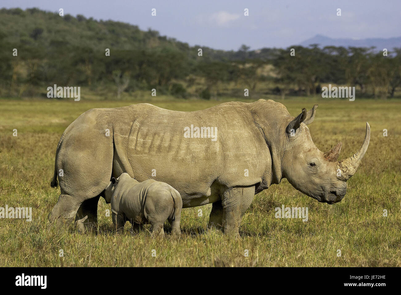 Wide mouth rhinoceros, Ceratotherium simum, females, calf, nurse, Nakuru park, Kenya, Stock Photo