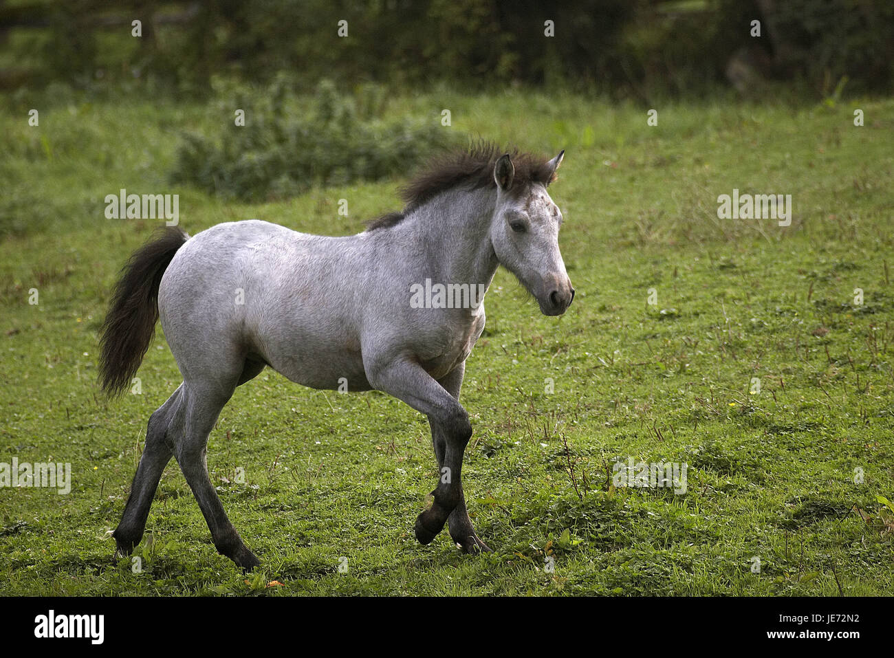 Connemara pony, foal, run, pasture, Stock Photo