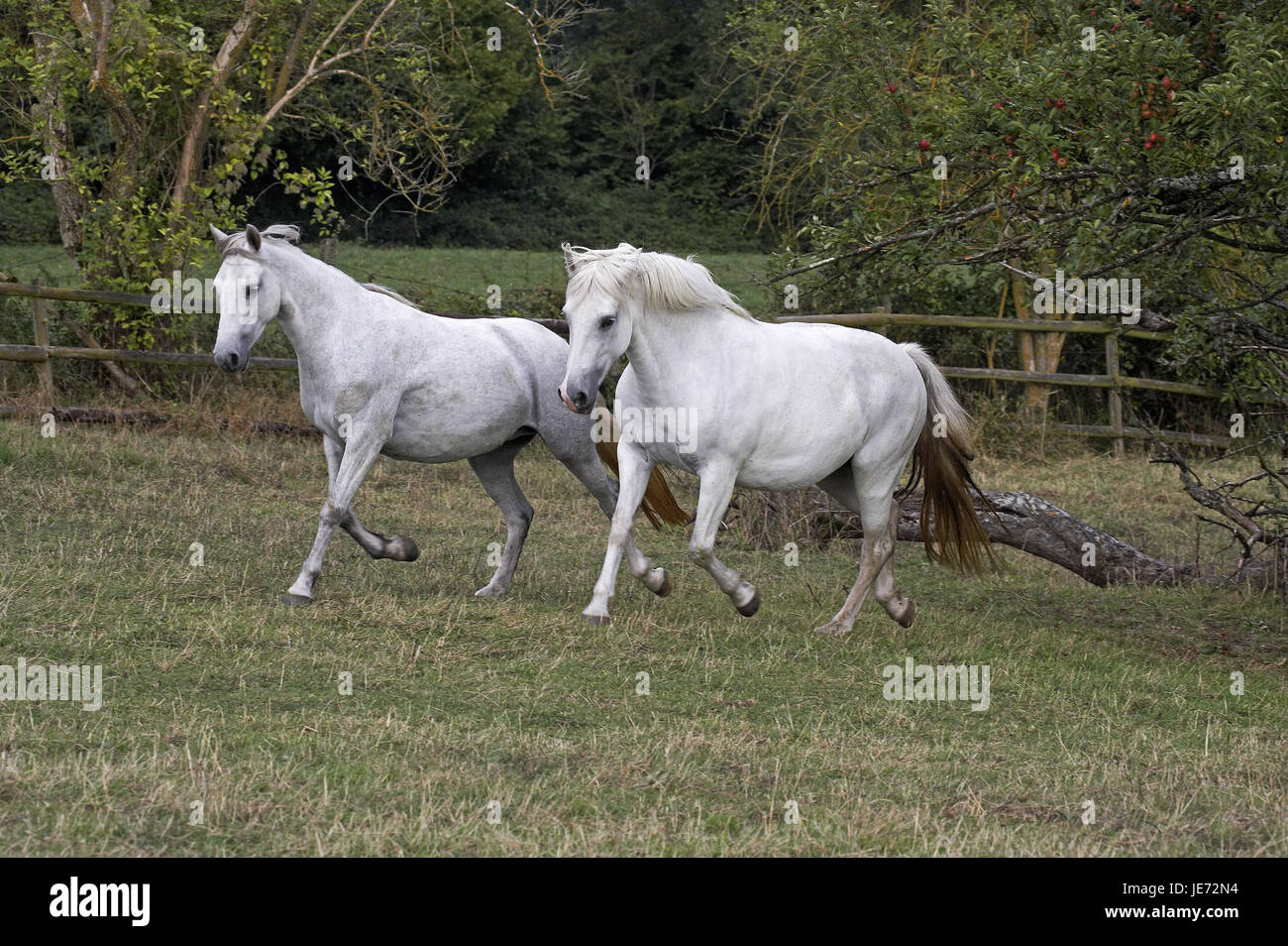 Connemara pony, adult animal, trot, pasture, Stock Photo