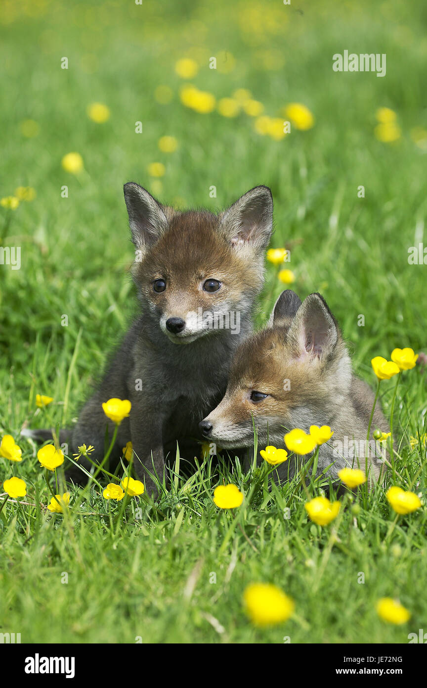 Red foxes, Vulpes vulpes, puppies, flower meadow, Normandy, Stock Photo