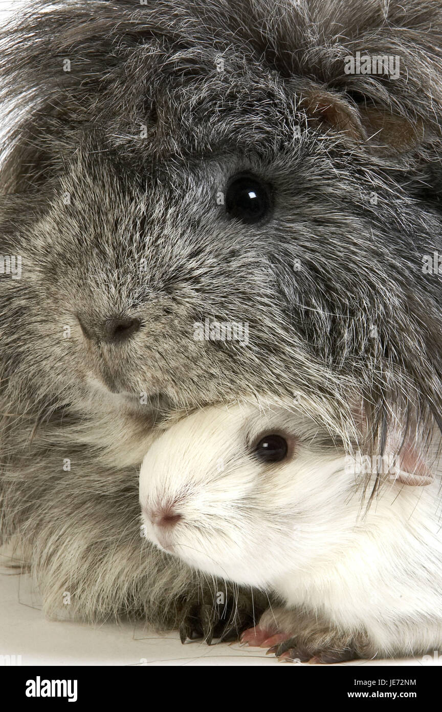 Long hair guinea pigs, Cavia porcellus, house guinea pigs, adult animal, portrait, Stock Photo