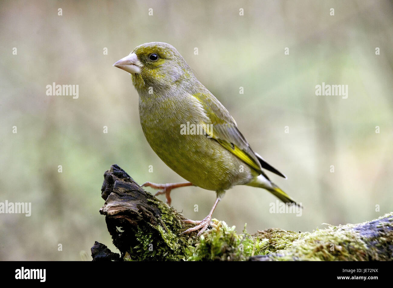 Grünling, Carduelis chloris, adult animal, stand, branch, Normandy, Stock Photo