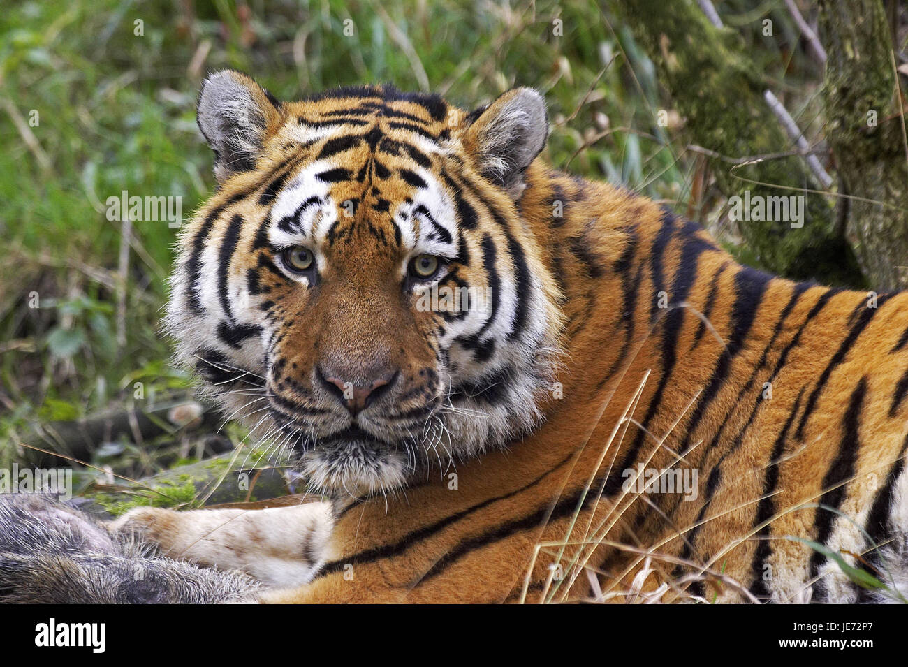 Prey species of tigers hi-res stock photography and images - Alamy Prey species of tigers hi-res stock photography and images - Alamy