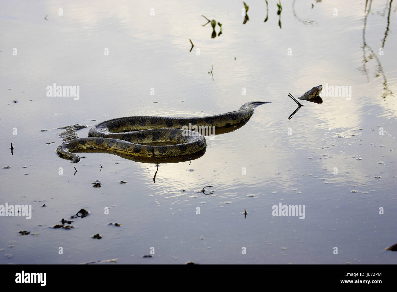 Big anaconda, Eunectes murinus, adult animal, water, batch Lianos, Venezuela, Stock Photo