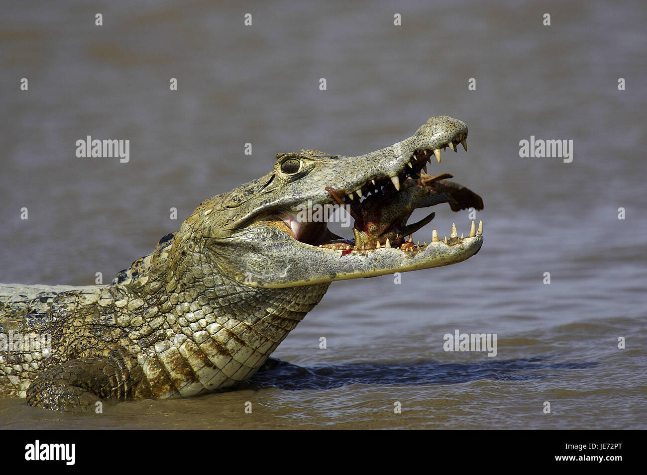 Cayman crocs best sale
