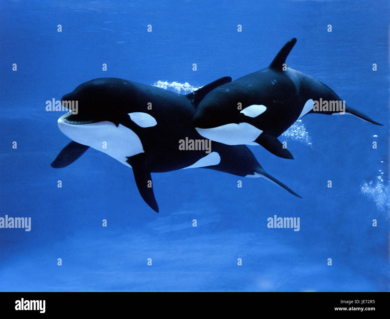 Big killer whale, Orcinus orca, females, calf, Stock Photo