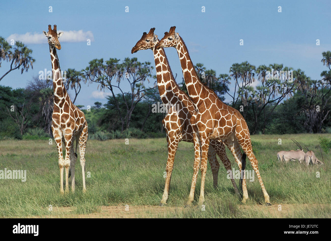 Network giraffe, Giraffa camelopardalis reticulata, group, Samburu park, Kenya, Stock Photo