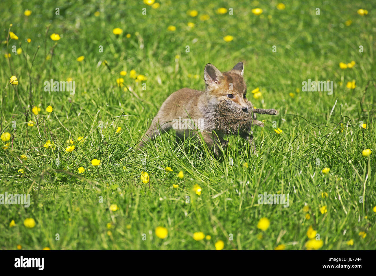 Red fox, Vulpes vulpes, young animal, go hunting, rabbits, Normandy