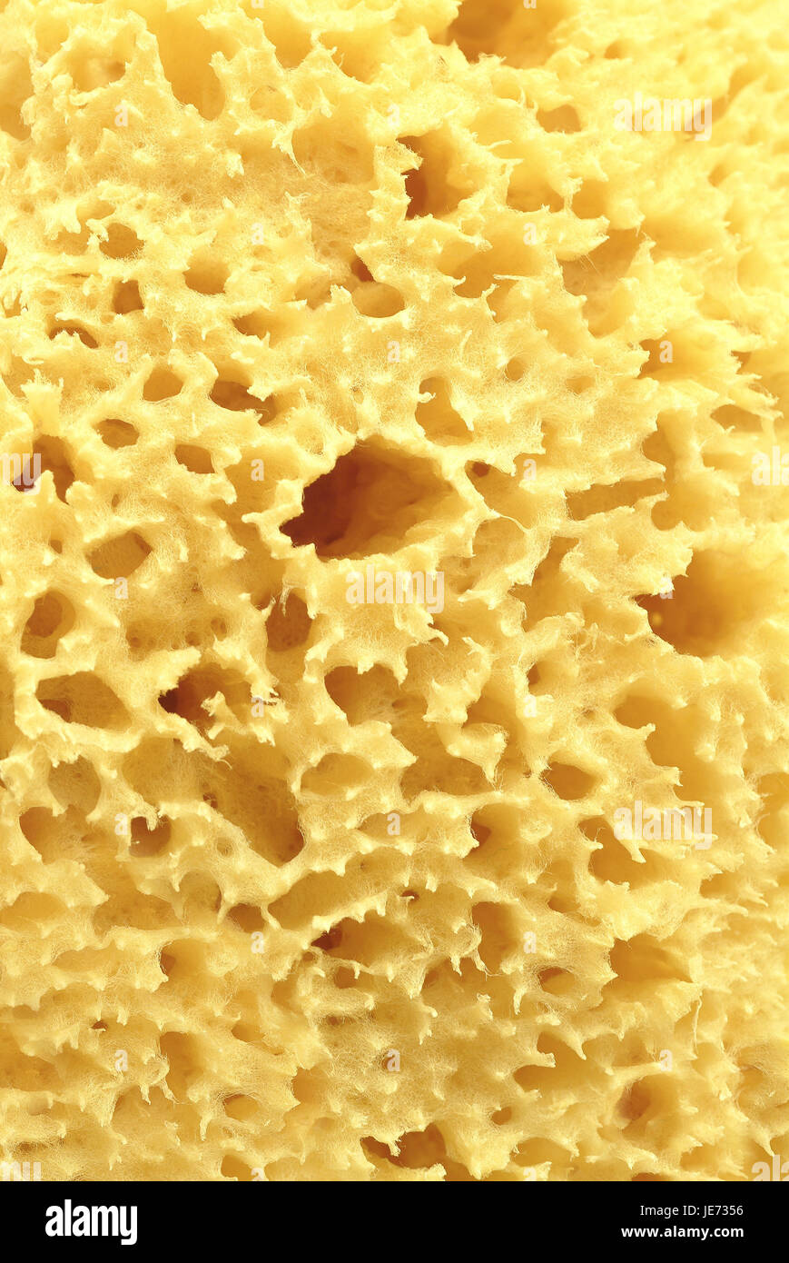 Nature fungus, close up, Stock Photo