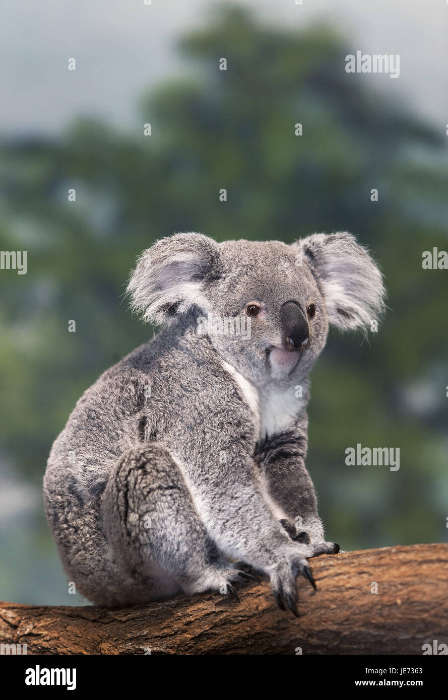 Koala, Phascolarctos cinereus, also ash-grey koala, female, stand, branch, Stock Photo