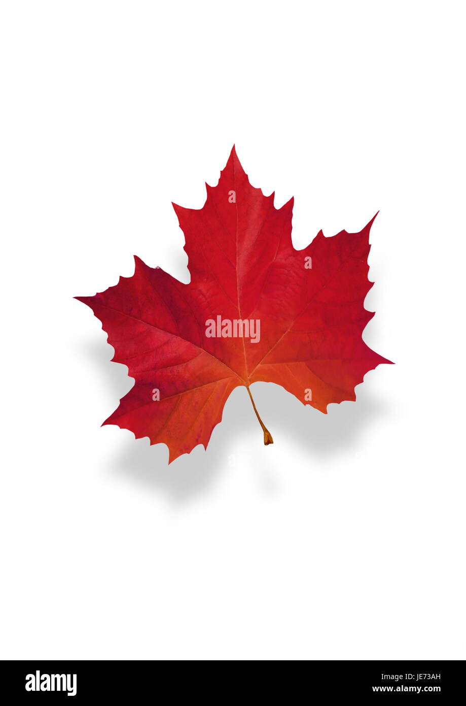 autumnally tinted maple leaf, Stock Photo