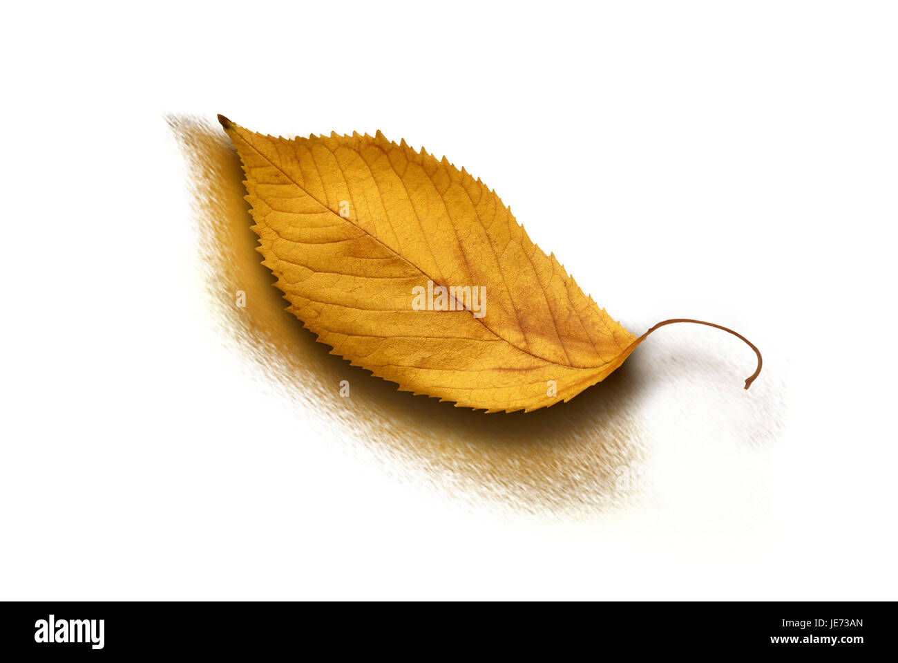 autumnally tinted cherry leaves, Stock Photo