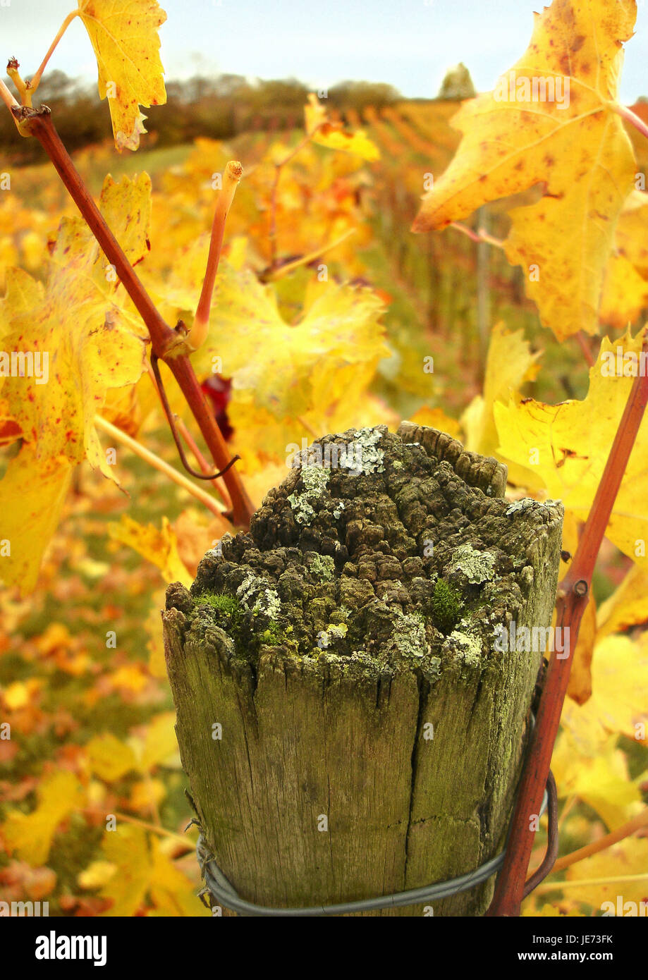 autumnally tinted vine leaves, Stock Photo